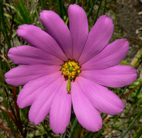 {Sabatia decandra}